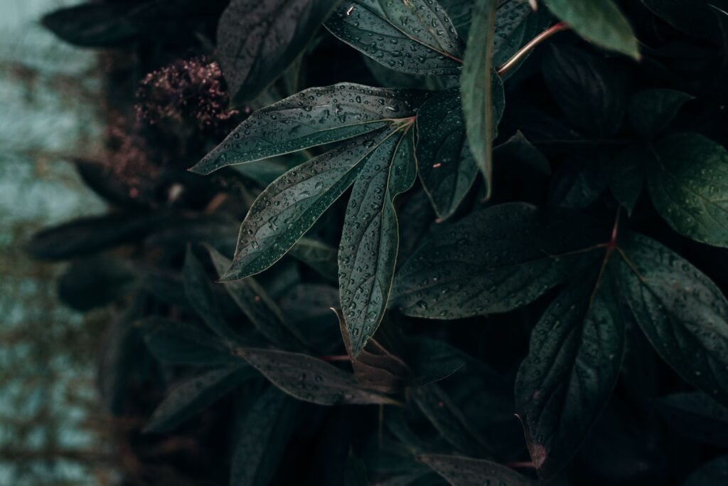 A detailed close-up of lush, green leaves adorned with dewdrops, evoking a moody and serene outdoor ambiance.